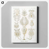 3-18_Ernst-Haeckel_canvas