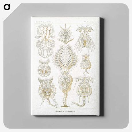3-18_Ernst-Haeckel_canvas