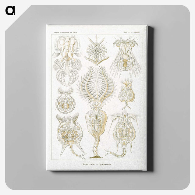 3-18_Ernst-Haeckel_canvas