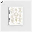 3-18_Ernst-Haeckel_memo