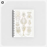3-18_Ernst-Haeckel_memo