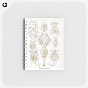 3-18_Ernst-Haeckel_memo
