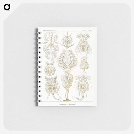 3-18_Ernst-Haeckel_memo