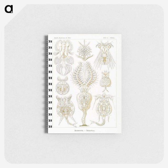 3-18_Ernst-Haeckel_memo