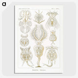 3-18_Ernst-Haeckel_picture-crop