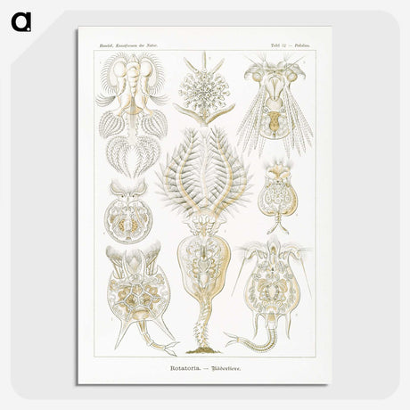 3-18_Ernst-Haeckel_picture-crop