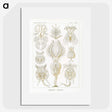 3-18_Ernst-Haeckel_picture