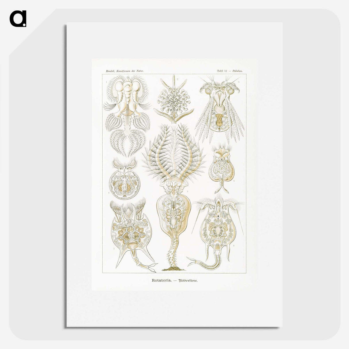 3-18_Ernst-Haeckel_picture