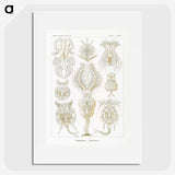 3-18_Ernst-Haeckel_picture