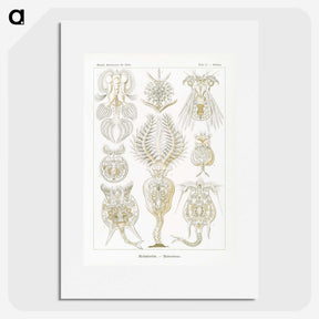 3-18_Ernst-Haeckel_picture
