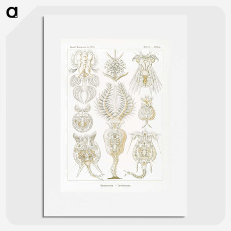 3-18_Ernst-Haeckel_picture