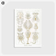 3-18_Ernst-Haeckel_postcard