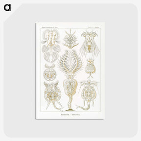 3-18_Ernst-Haeckel_postcard