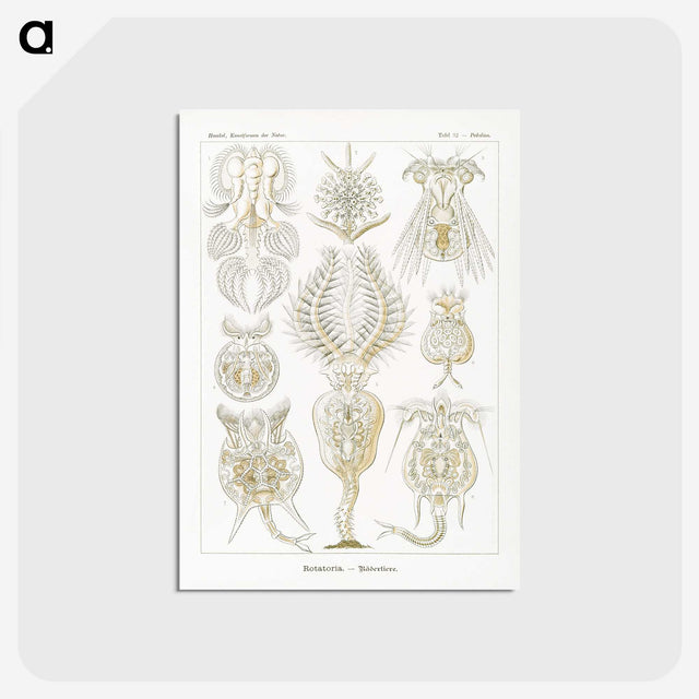 3-18_Ernst-Haeckel_postcard