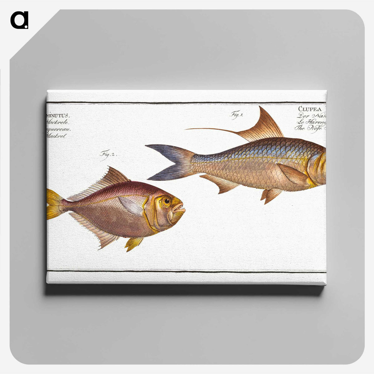 3-18_Ichtyologie-ou-Histoire-naturelle_canvas