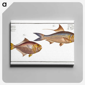 3-18_Ichtyologie-ou-Histoire-naturelle_canvas