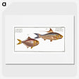 3-18_Ichtyologie-ou-Histoire-naturelle_picture