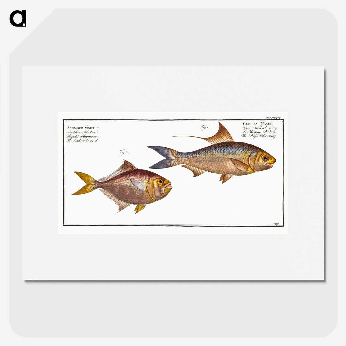3-18_Ichtyologie-ou-Histoire-naturelle_picture