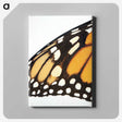 3-18_Insects-Unlocked-Project_canvas