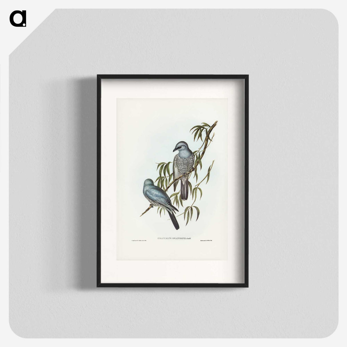 3-18_John-Gould_blk