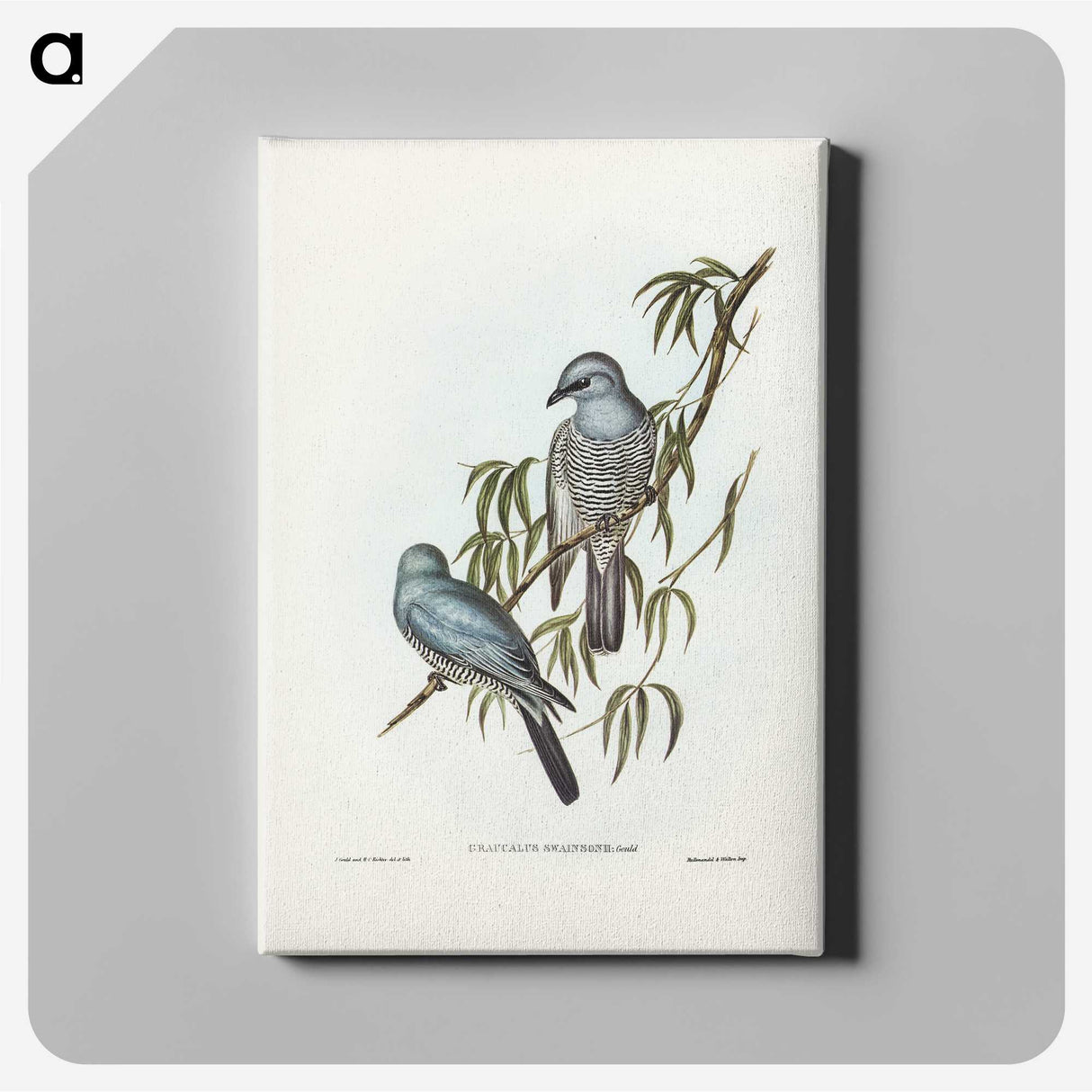 3-18_John-Gould_canvas