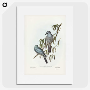 3-18_John-Gould_picture