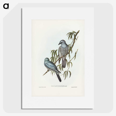 3-18_John-Gould_picture