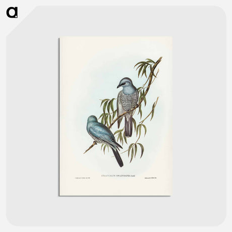 アートポストカード-Swainson's Graucalus
 - ジョン グールド Postcard.