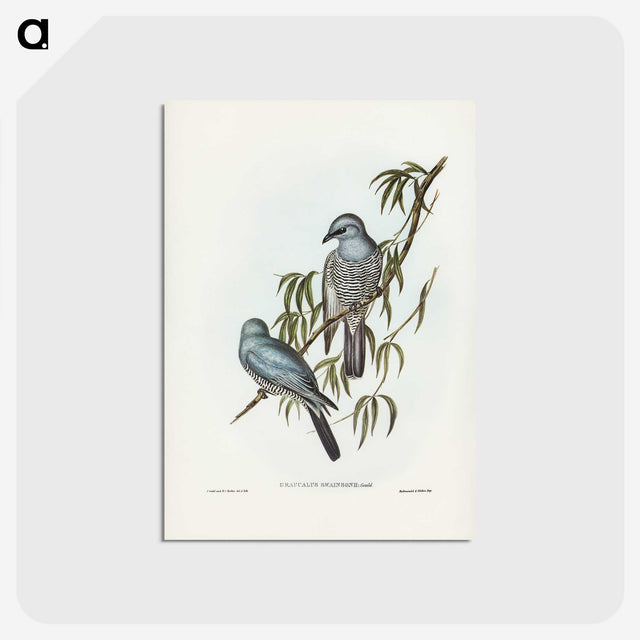 3-18_John-Gould_postcard
