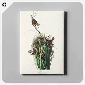 アートパネル-Marsh Wren
 - ジョン ジェームス オーデュボン Canvas.