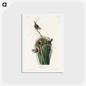 アートポストカード-Marsh Wren
 - ジョン ジェームス オーデュボン Postcard.