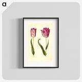3-18_Maria-Sibylla-Merian_blk