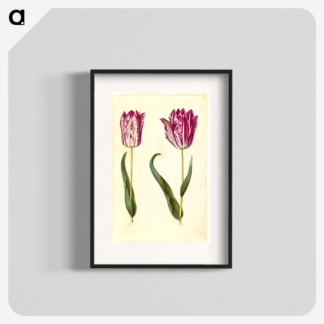 3-18_Maria-Sibylla-Merian_blk