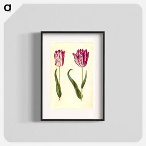 アートポスター-Tulipa gesneriana
 - マリア ジビーラ メーリアン Poster.