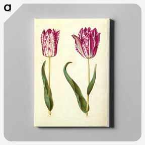 3-18_Maria-Sibylla-Merian_canvas