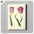 アートパネル-Tulipa gesneriana
 - マリア ジビーラ メーリアン Canvas.