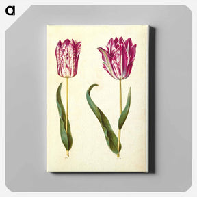 アートパネル-Tulipa gesneriana
 - マリア ジビーラ メーリアン Canvas.