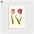 アートポストカード-Tulipa gesneriana
 - マリア ジビーラ メーリアン Postcard.