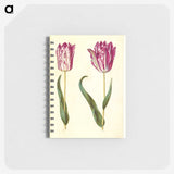 3-18_Maria-Sibylla-Merian_memo