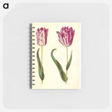 アートメモ帳-Tulipa gesneriana
 - マリア ジビーラ メーリアン Memo.