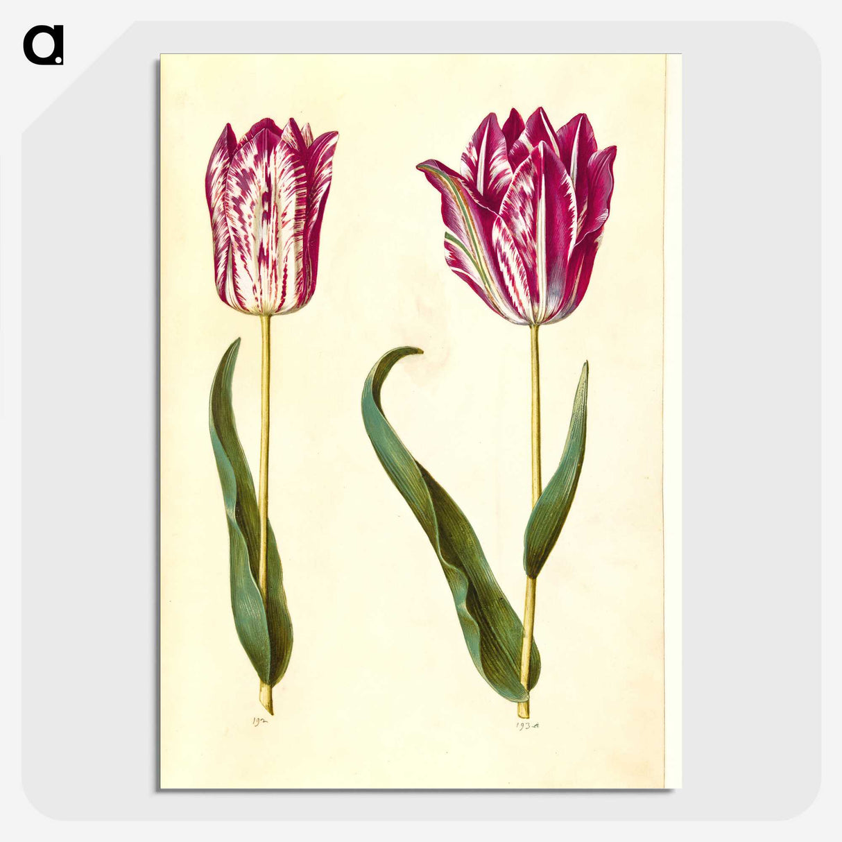 3-18_Maria-Sibylla-Merian_picture-crop