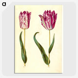 3-18_Maria-Sibylla-Merian_picture-crop