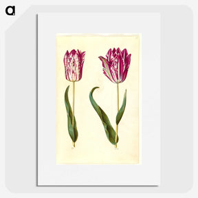 3-18_Maria-Sibylla-Merian_picture