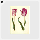 アートポストカード-Tulipa gesneriana
 - マリア ジビーラ メーリアン Postcard.