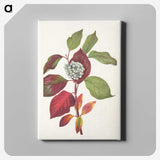 3-18_Mary-Vaux-Walcott_canvas