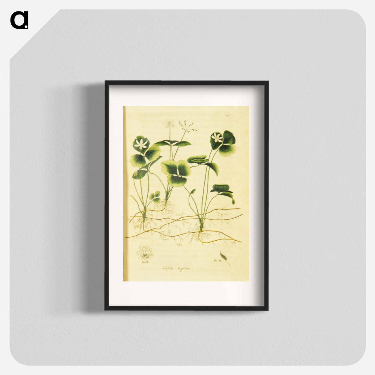 アートポスター-Coptis trifolia
 - 国立医学図書館 Poster.