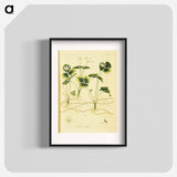 アートポスター-Coptis trifolia
 - 国立医学図書館 Poster.