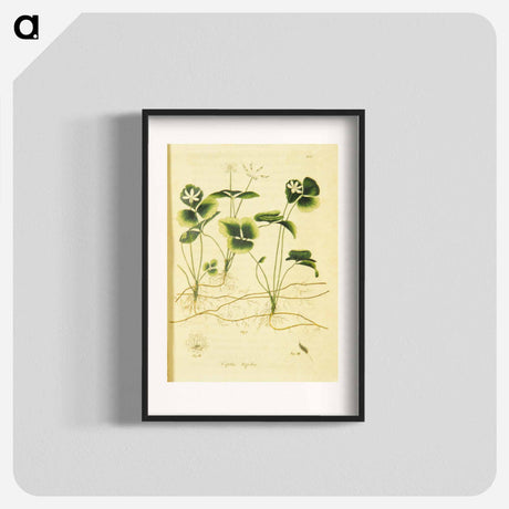 アートポスター-Coptis trifolia
 - 国立医学図書館 Poster.