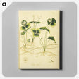 アートパネル-Coptis trifolia
 - 国立医学図書館 Canvas.