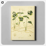 アートパネル-Coptis trifolia
 - 国立医学図書館 Canvas.